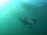 Tiger Shark Attacks Chum Line Swims Off