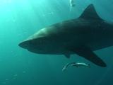 Tiger Shark Swims By Camera