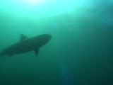 Tiger Shark Swims Near Surface