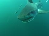 Tiger Sharks Swim To Camera