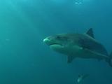 Tiger Shark Swims To Camera Then Away