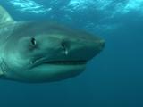 Tiger Shark Towards Camera-Closeup Of Eye