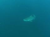 Tiger Shark Swims