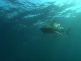 Tiger Sharks Investigating Chum Boxes