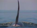 Killer Whale Tail Close Up