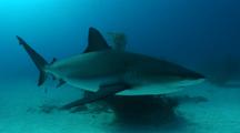 Bull Sharks Swim To Camera