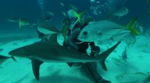 Diver Feeding Shark