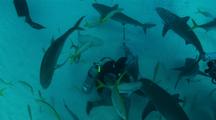 Diver Feeding Sharks