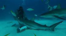 Diver Feeding Petting Bull Shark