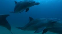 Indian Bottlenose Dolphins - Tursiops Aduncus