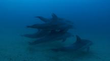 Indian Bottlenose Dolphins - Tursiops Aduncus 