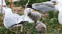 Ring-Billed Gull With Chicks