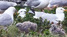Ring-Billed Gull With Chicks