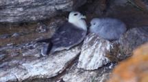 Northern Fulmar With Chick, Orkney