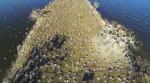 An Aerial View Of Nesting Cormorants And Gull