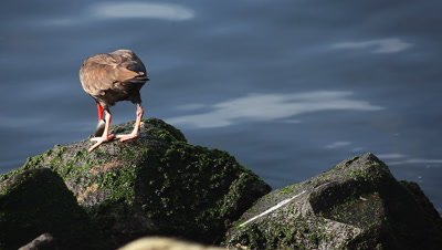 A Black Oystercatcher pries open a shell and eats