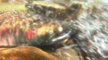 Male Coho Salmon In A Bubbling River