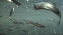 Juvenile Chinook Salmon Feeding In A Hatchery