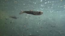 Juvenile Chinook Salmon Feeding