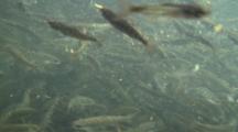 Many Juvenile Chinook Salmon Feeding