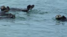 Sea Otter Conga Line
