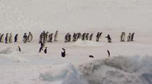 Juvenile Emperor Penguins Gather On Ice, Antarctica