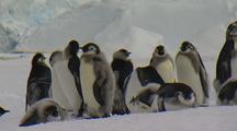Emperor Penguin Chicks Fledgling Group