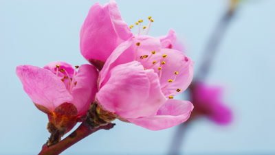 Time lapse video of a peach flower blossoming