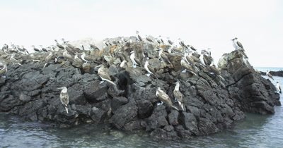 Galapagos Blue-Footed Booby cluster a rock 2
