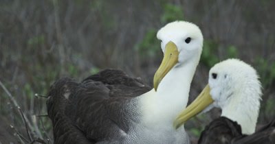 Galapagos Waved Albatross mating behavior 4