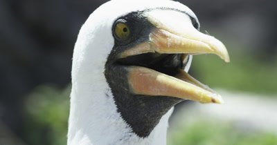 Birds of the Galapagos: Boobies, Cormorants, Flamingos, Penguins, Frigatebird, and Albatross