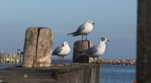 Black Headed Gulls On End Of Dock In DragøR, Denmark, Near CøPenhagen, Shot Zooms In & All Gulls Leave