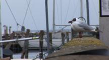 Black Headed Gulls On Dock In DragøR, Denmark, Near CøPenhagen, One Lands Then Leaves