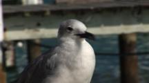 A Laughing Gull, (Larus Atricilla) In Winter Plumage On A Dock In The Bahamas