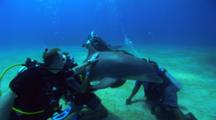 Bottlenose Dolphins (Tursiops Truncatus) Interact With Scuba Divers On An Organized Dolphin Dive Over A Sandy Bottom And With Blue Water Background