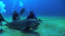 Bottlenose Dolphins (Tursiops Truncatus) Interact With Scuba Divers On An Organized Dolphin Dive Over A Sandy Bottom And With Blue Water Background