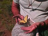 Entimologist Holding Western Two Tailed Tiger Swollowtail (Papilio Multicaudata) In Northwestern Nevada