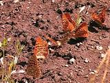 Great Basin Fritillary - Speyeria Egleis Resting On Ground, Aquiring Moisture & Flapping Wings.