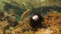 A Large Tidepool With Small Reef Fish Swimming About And Feeding On A Dead Sea Urchin