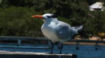 A Non-Breeding Royal Tern (Sterna Maxima) Rest On A Dock