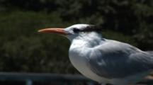 A Non-Breeding Royal Tern (Sterna Maxima) Rest On A Dock, Fluffs Feathers