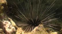 Long Spined Sea Urchin (Diadema Antillarum) In A Tidepool, Under A Coral Head.