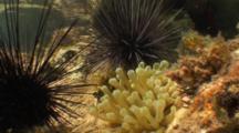 Long Spined Sea Urchin (Diadema Antillarum) And A Purple Urchin And Anemone In A Tidepool