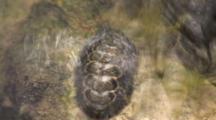 Timelapse Shot, Looking Straight Down, Of A Fuzzy Chiton (Acanthopleura Granulata) Turning Ninty Degrees To Right