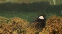Intertidal Zone - A Group Of Small Fishes Enter Frame To Feed On A Dead Sea Urchin