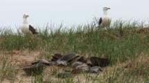 Atlantic Horseshoe Crab (Limulus Polyphemus) Shells In A Pile In Front Of A Pair Of Great Black Backed Gulls