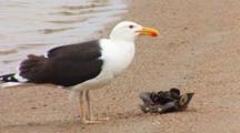 Great Black Backed Gull (Larus Marinus) Eats A Live Horseshoe Crab.  A Scientific Tag Is Visible