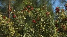 Brazilian Pepper-Tree Schinus Terebinthifolius Growing In The Bahamas Is An Invasive Species
