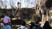 Chimpanzees (Pan Troglodytes Troglodytes) In A Natural Looking Enclosure Are Viewed By Zoo Guests