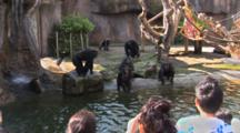 Chimpanzees (Pan Troglodytes Troglodytes) In A Natural Looking Enclosure Are Viewed By Zoo Guests, Guests Are Throwing Food